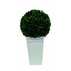 Vaso Provençal c/ Ficus - 001260